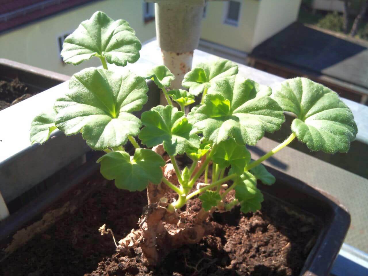 Geranien pflanzen - Pelargonien einpflanzen