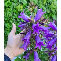 Campanula 'Arie Blom'